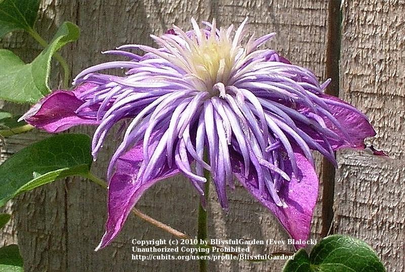 Photo of Clematis Crystal Fountain™ uploaded by BlissfulGarden