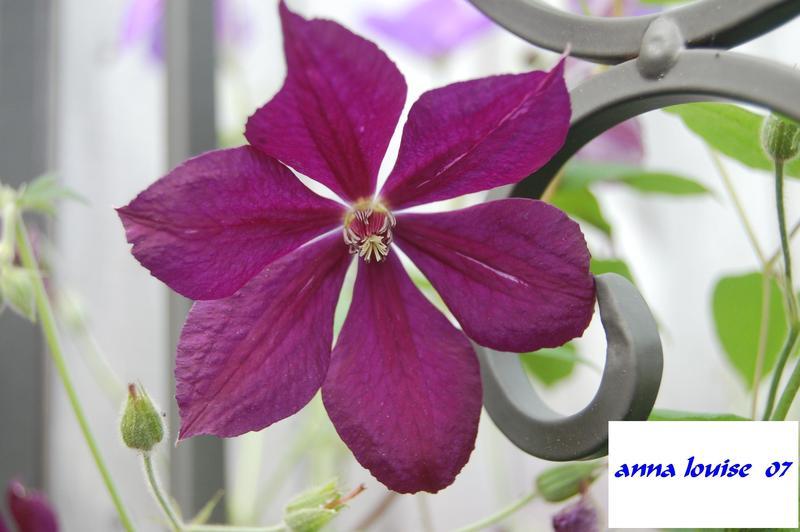 Photo of Clematis Anna-Louise™ uploaded by venu209