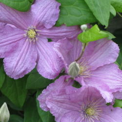 
Gorgeous clematis - in the ground for 5 years.