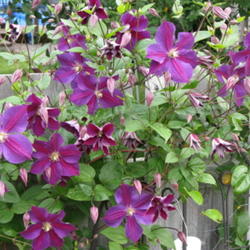 
Star of India - in garden for 6 years!
