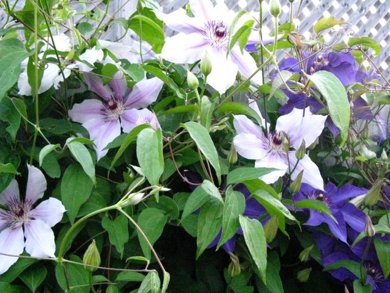 Photo of Clematis 'Nelly Moser' uploaded by DawnLL