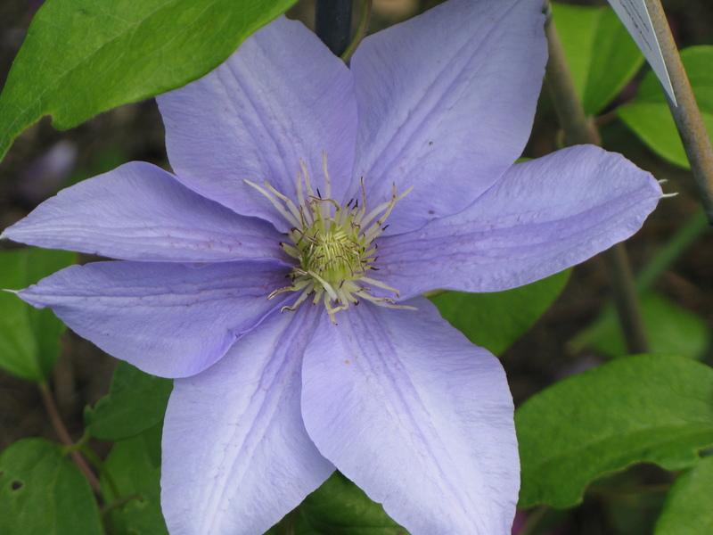 Photo of Clematis Cezanne™ uploaded by DawnLL