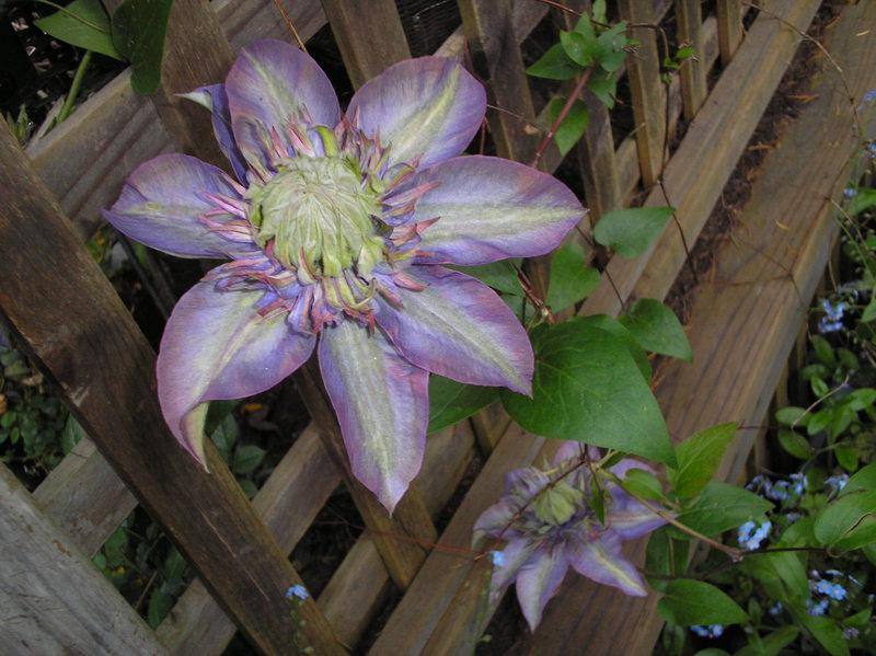 Photo of Clematis 'Multi Blue' uploaded by zuzu