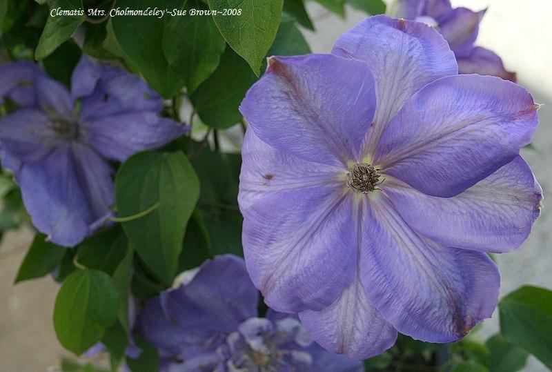 Photo of Clematis 'Mrs. Cholmondeley' uploaded by Calif_Sue