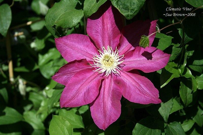 Photo of Clematis Vino™ uploaded by Calif_Sue