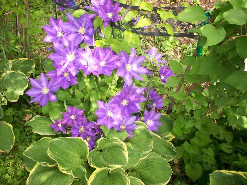 Photo of Clematis 'H.F. Young' uploaded by Carolyn22
