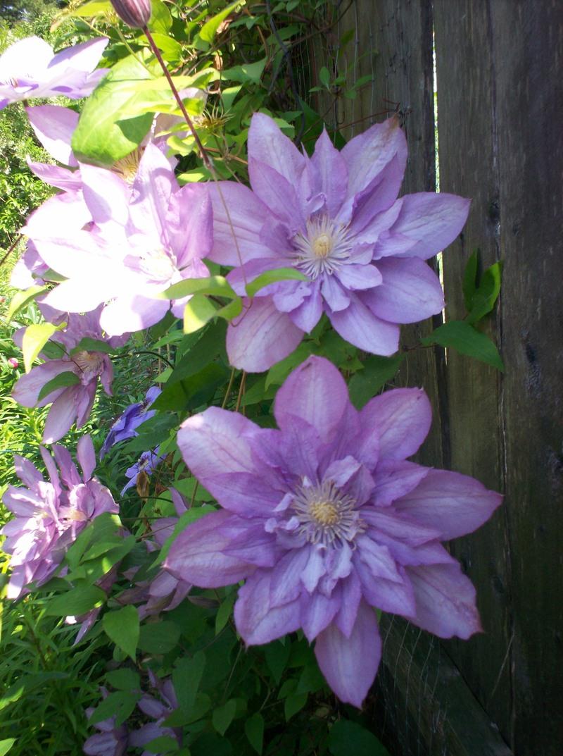 Photo of Clematis 'Proteus' uploaded by Carolyn22
