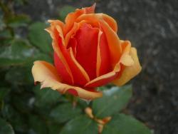 Thumb of 2010-02-09/Roses_R_Red-ad4c8d
