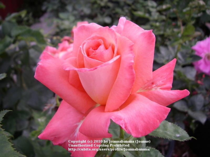 Photo of Rose (Rosa 'Folklore') uploaded by Joannabanana