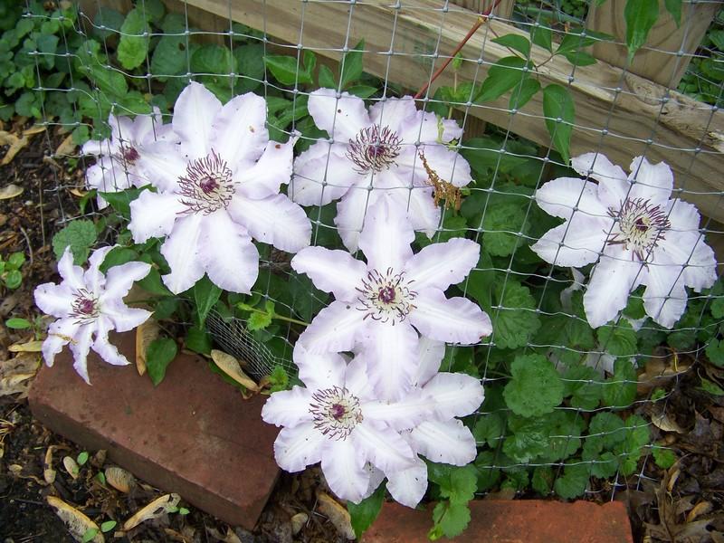Photo of Clematis Claire de Lune™ uploaded by oldherbacious