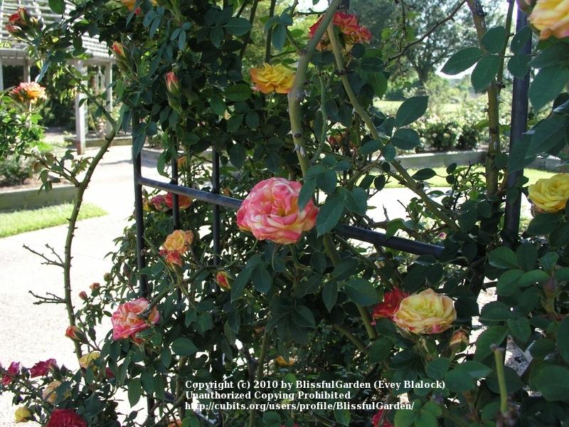 Photo of Rose (Rosa 'Rainbow's End, Cl.') uploaded by BlissfulGarden