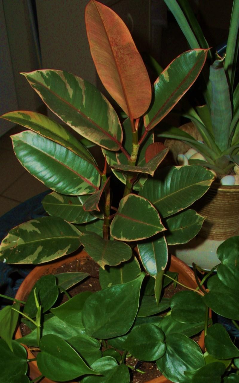 Photo of Rubber Plant (Ficus elastica) uploaded by Christine1950