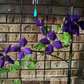 The clematis blooms in this photo look like little pinwheels!