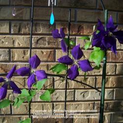 
The clematis blooms in this photo look like little pinwheels!