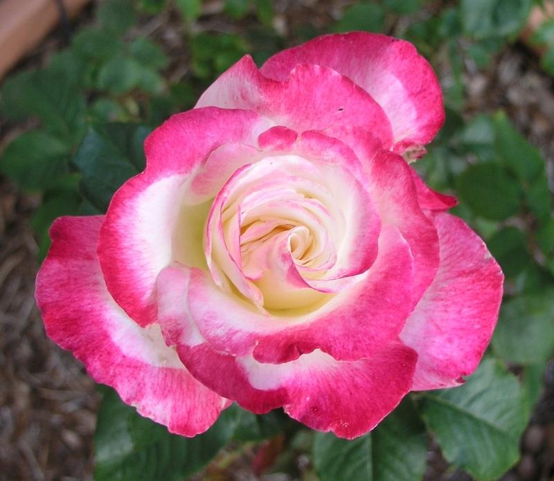 Photo of Hybrid Tea Rose (Rosa 'Double Delight') uploaded by BlissfulGarden