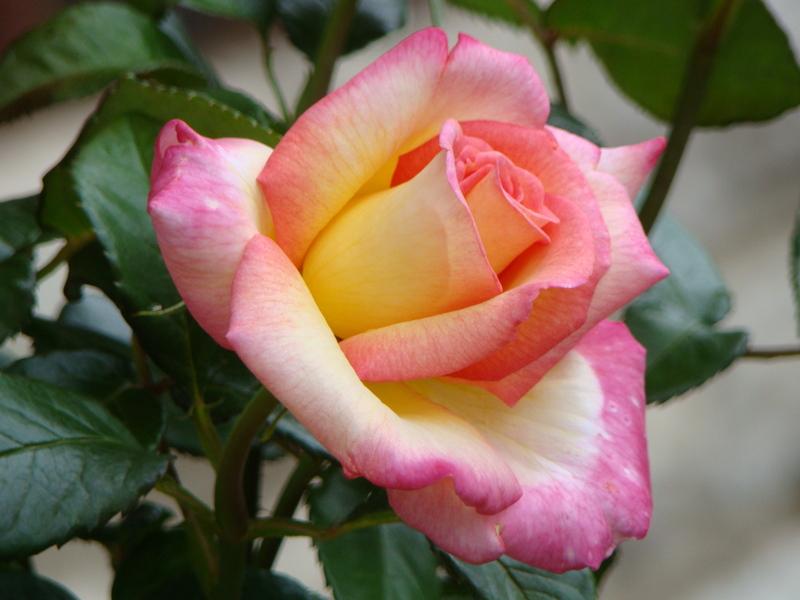 Photo of Floribunda Rose (Rosa 'Sheila's Perfume') uploaded by Val