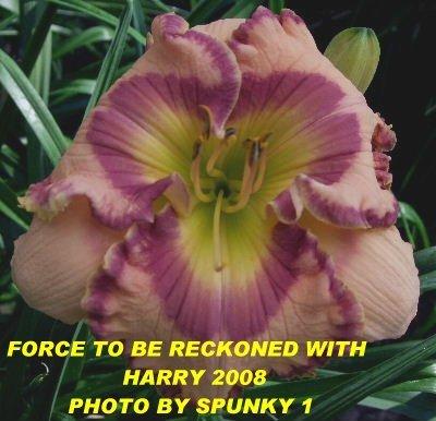 Photo of Daylily (Hemerocallis 'Force to Be Reckoned With') uploaded by spunky1