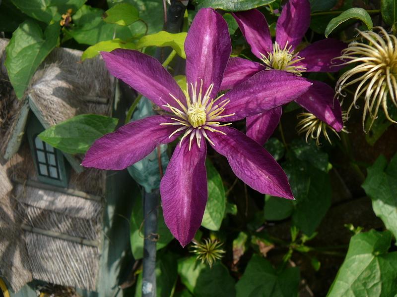 Photo of Clematis 'Niobe' uploaded by Roses_R_Red