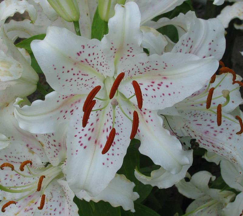 Photo of Oriental Lily (Lilium 'Muscadet') uploaded by jmorth