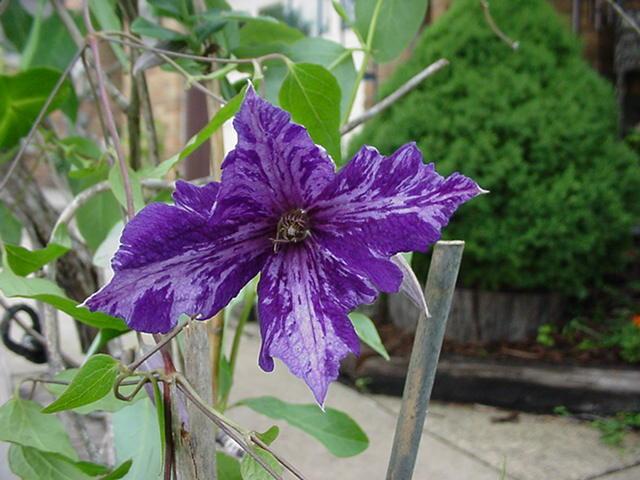 Photo of Clematis 'Tie Dye' uploaded by Seedsower