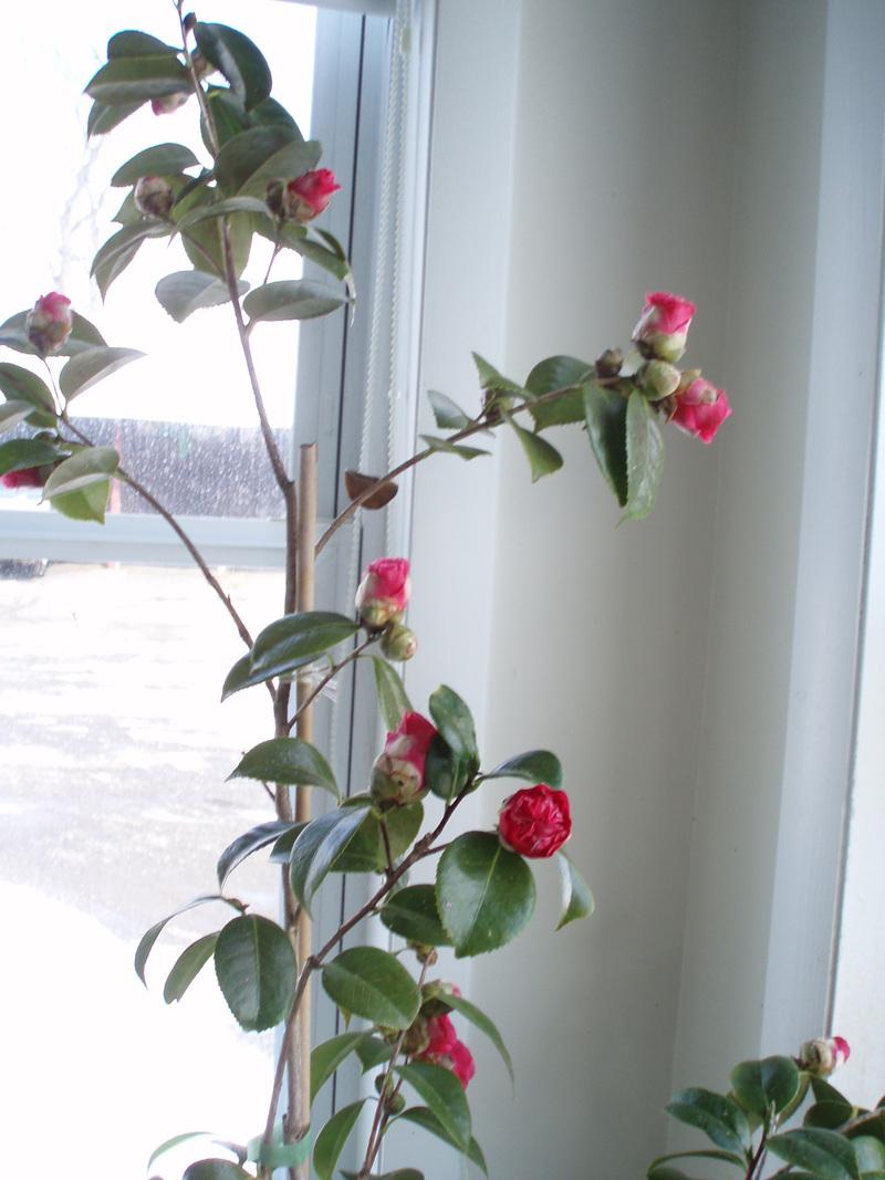 Photo of Camellia (Camellia japonica 'April Tryst') uploaded by JB
