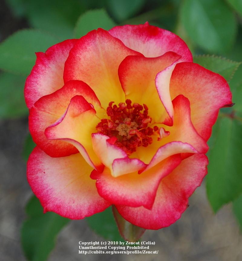 Photo of Rose (Rosa 'Betty Boop') uploaded by Zencat