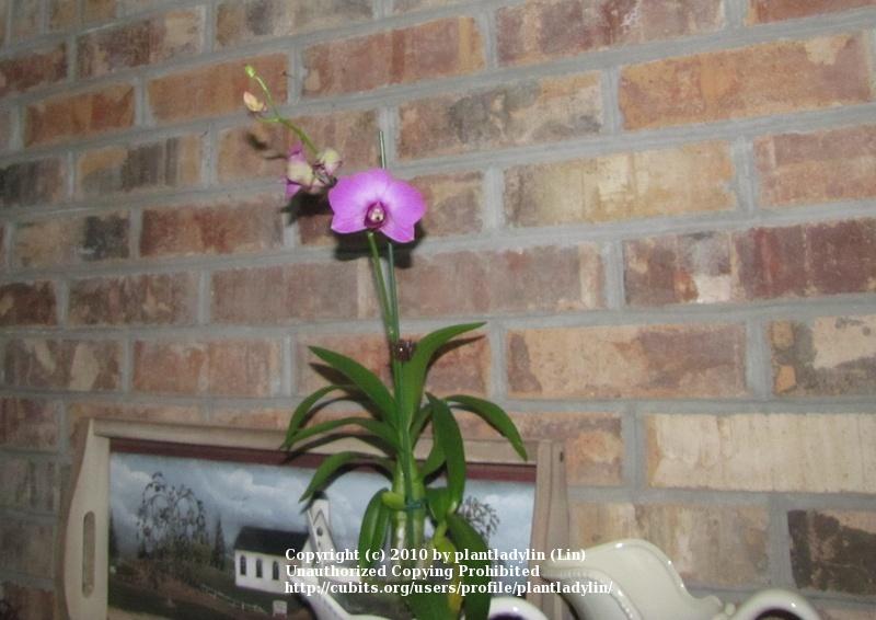 Photo of Orchid (Dendrobium 'Mandarin Pink') uploaded by plantladylin