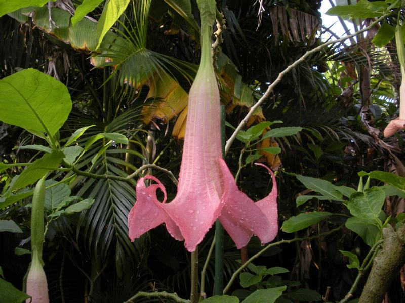 Photo of Angel Trumpet (Brugmansia versicolor 'Ecuador Pink') uploaded by xeriscape8321