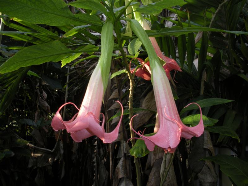 Photo of Angel Trumpet (Brugmansia 'Pink Charm') uploaded by xeriscape8321