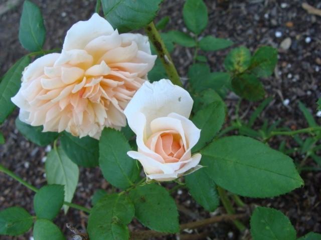 Photo of Rose (Rosa 'Grace') uploaded by emoryterri