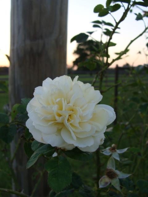 Photo of Rose (Rosa 'The Pilgrim') uploaded by emoryterri