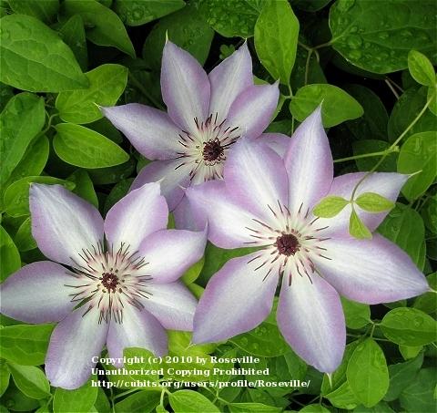 Photo of Clematis 'Kimi'idera' uploaded by Roseville