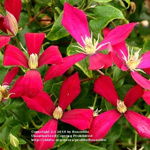 Photo of Clematis 'Amanda Marie' uploaded by Roseville