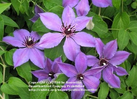 Photo of Clematis 'Ilka' uploaded by Roseville