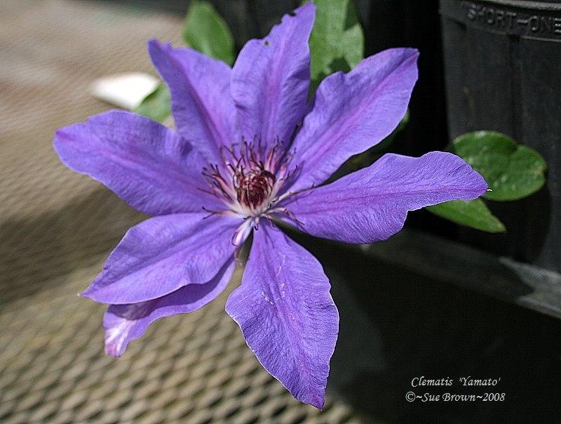 Photo of Clematis 'Yamato' uploaded by Calif_Sue