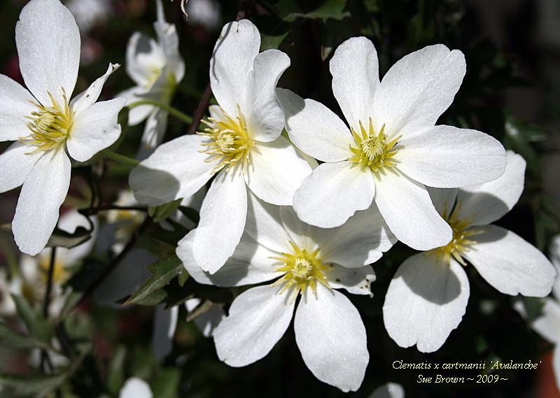 Photo of Clematis (Clematis forsteri Avalanche™) uploaded by Calif_Sue
