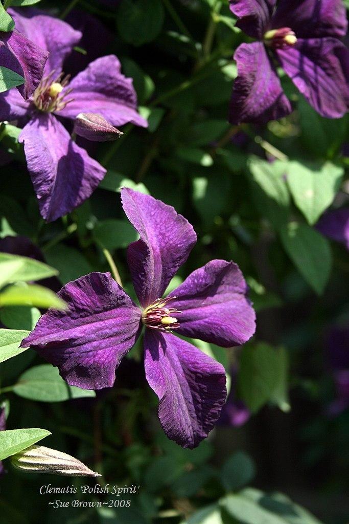 Photo of Clematis (Clematis viticella 'Polish Spirit') uploaded by Calif_Sue