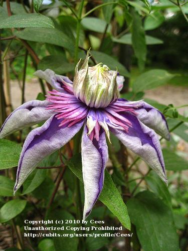 Photo of Clematis 'Multi Blue' uploaded by Cees
