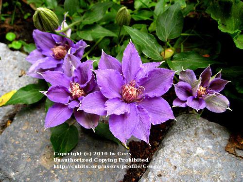 Photo of Clematis Bijou™ uploaded by Cees