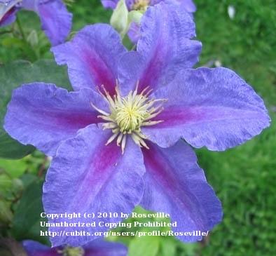 Photo of Clematis 'Ristimagi' uploaded by Roseville