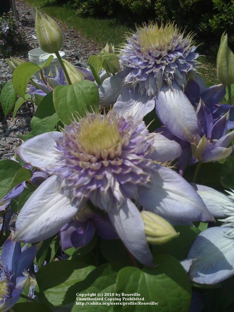 Photo of Clematis Blue Light™ uploaded by Roseville