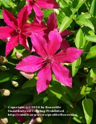 Photo of Clematis Ruutel™ uploaded by Roseville