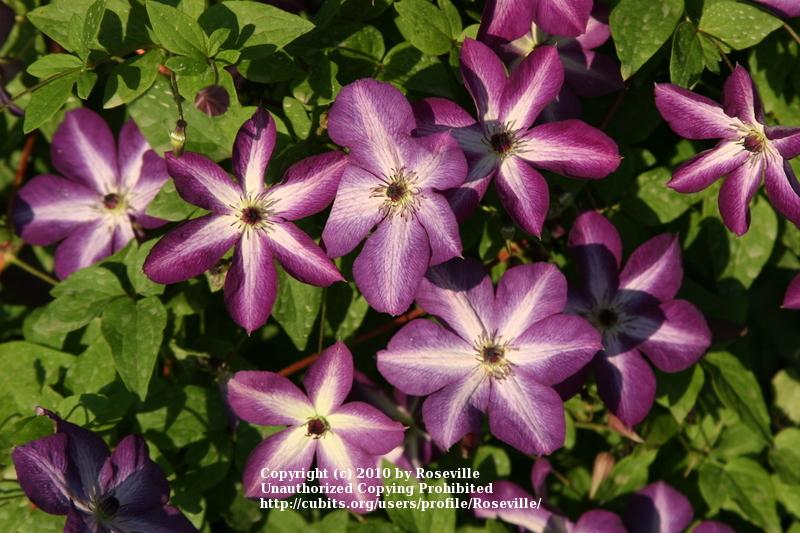 Photo of Clematis (Clematis viticella 'Venosa Violacea') uploaded by Roseville