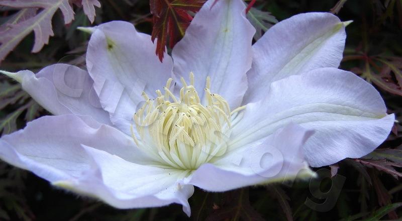 Photo of Clematis Ice Blue™ uploaded by victor