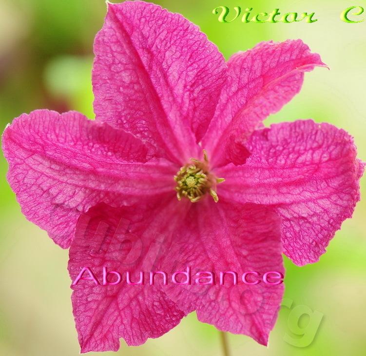 Photo of Clematis (Clematis viticella 'Abundance') uploaded by victor