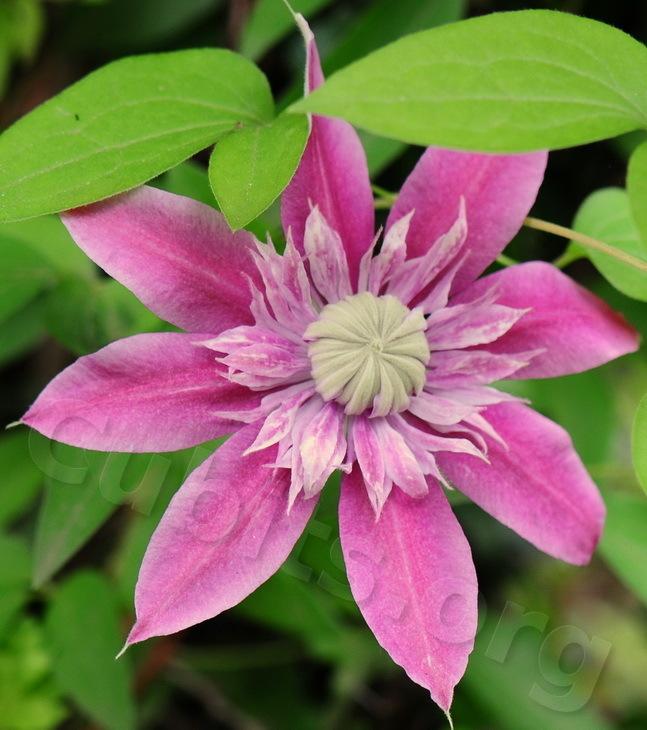 Photo of Clematis Josephine™ uploaded by victor