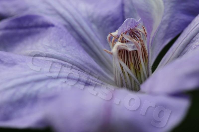 Photo of Clematis 'Mrs. Cholmondeley' uploaded by victor