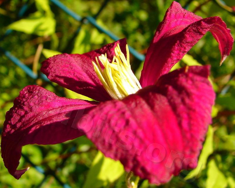 Photo of Clematis (Clematis viticella 'Madame Julia Correvon') uploaded by victor