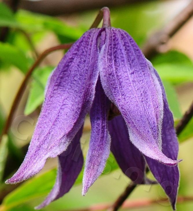 Photo of Clematis (Clematis alpina 'Helsingborg') uploaded by victor