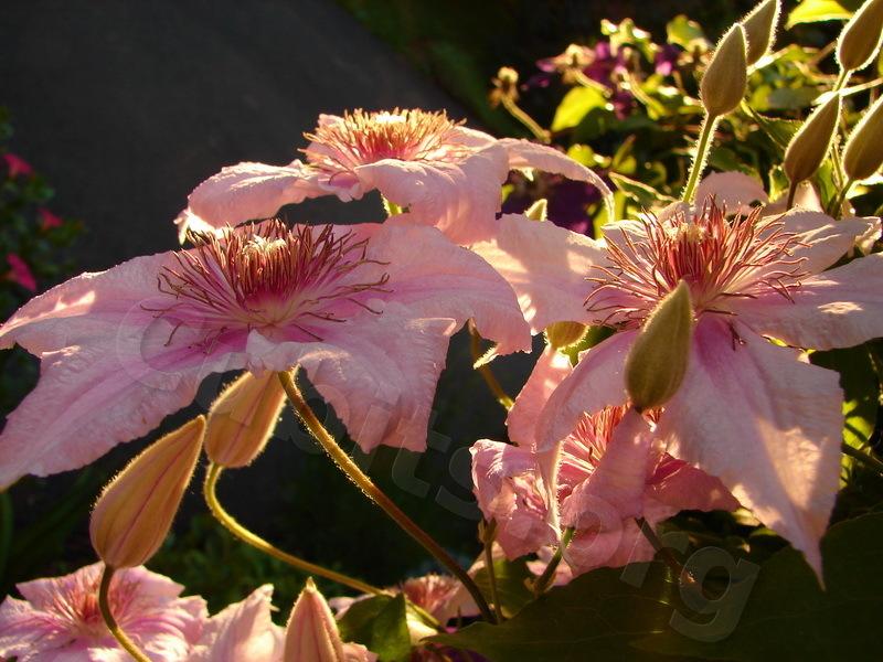 Photo of Clematis (Clematis viticella 'Marmori') uploaded by victor